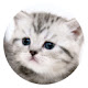 Cute cat pop animal HD new tab page theme