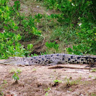 Saltwater Crocodile