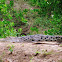 Saltwater Crocodile