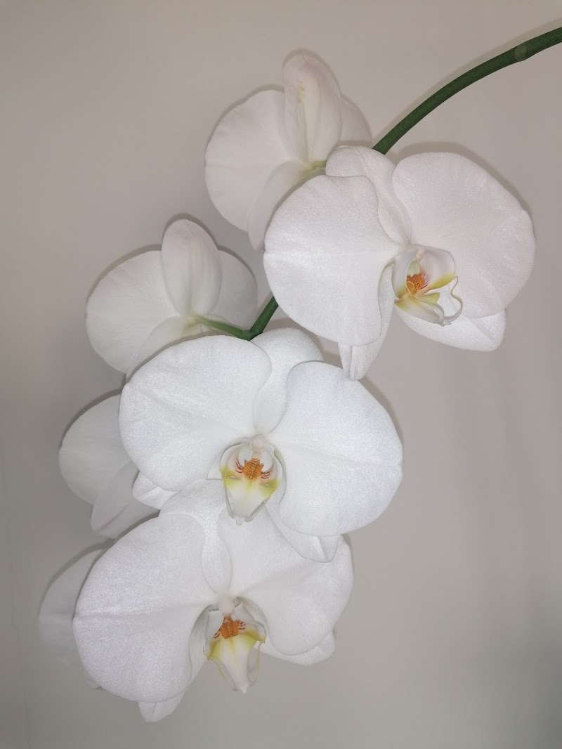 Orchidea di anto1769