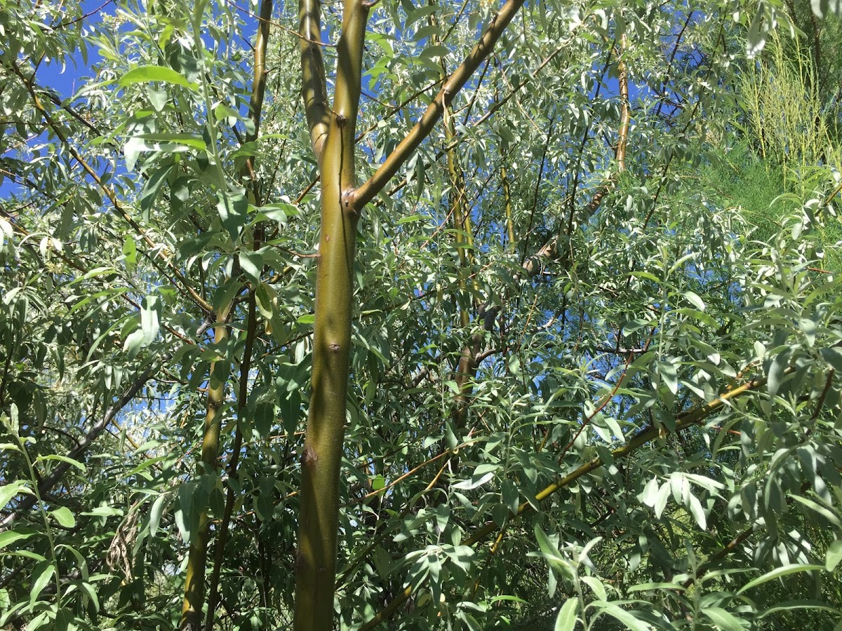 Russian Olive