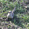 Red-bellied Woodpecker