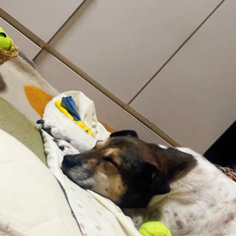 インプレッサ WRX STIの帰省ネタ・刈谷ハイウェイオアシス・保護犬を家族に・実家満喫に関するカスタム事例の投稿画像3枚目