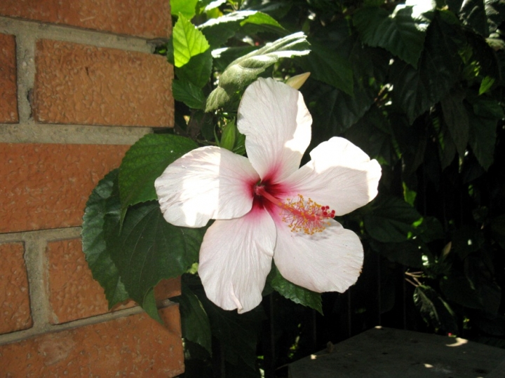 Fiore bianco di scapigliata