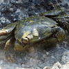 Striped Shore Crab