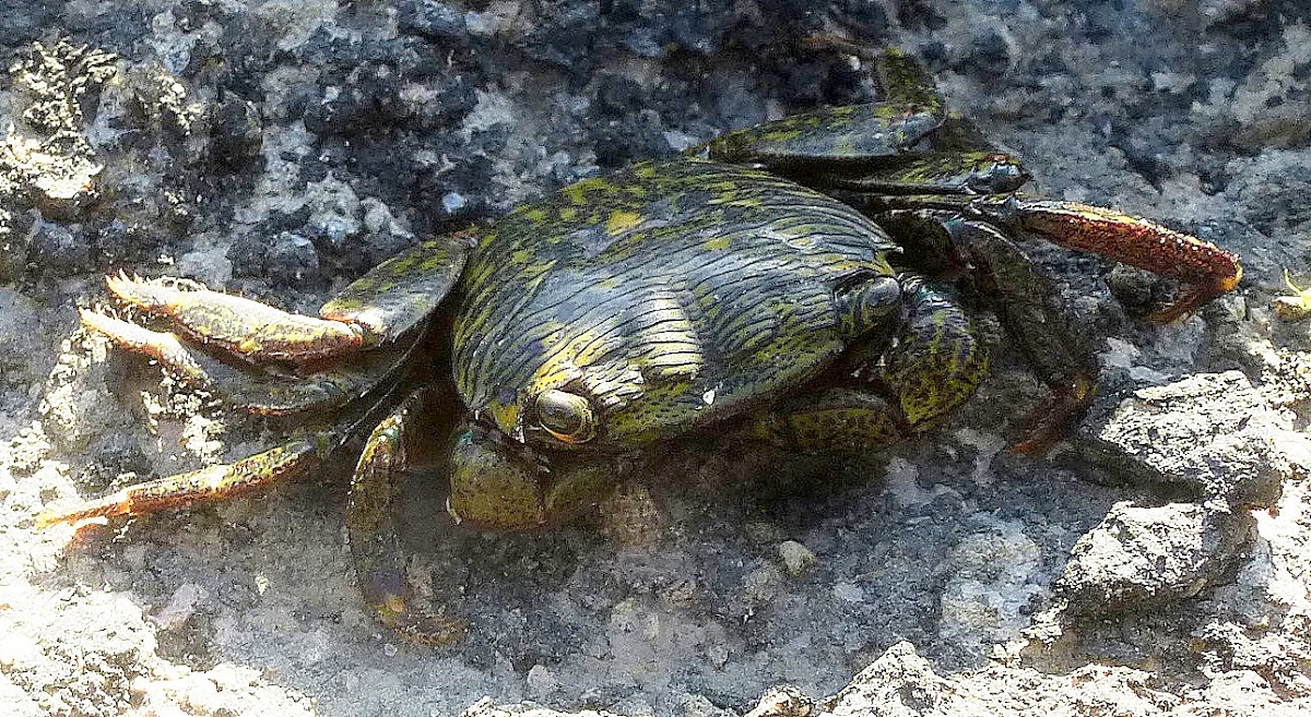 Striped Shore Crab