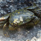 Striped Shore Crab