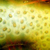 Spotted Salamander Eggs