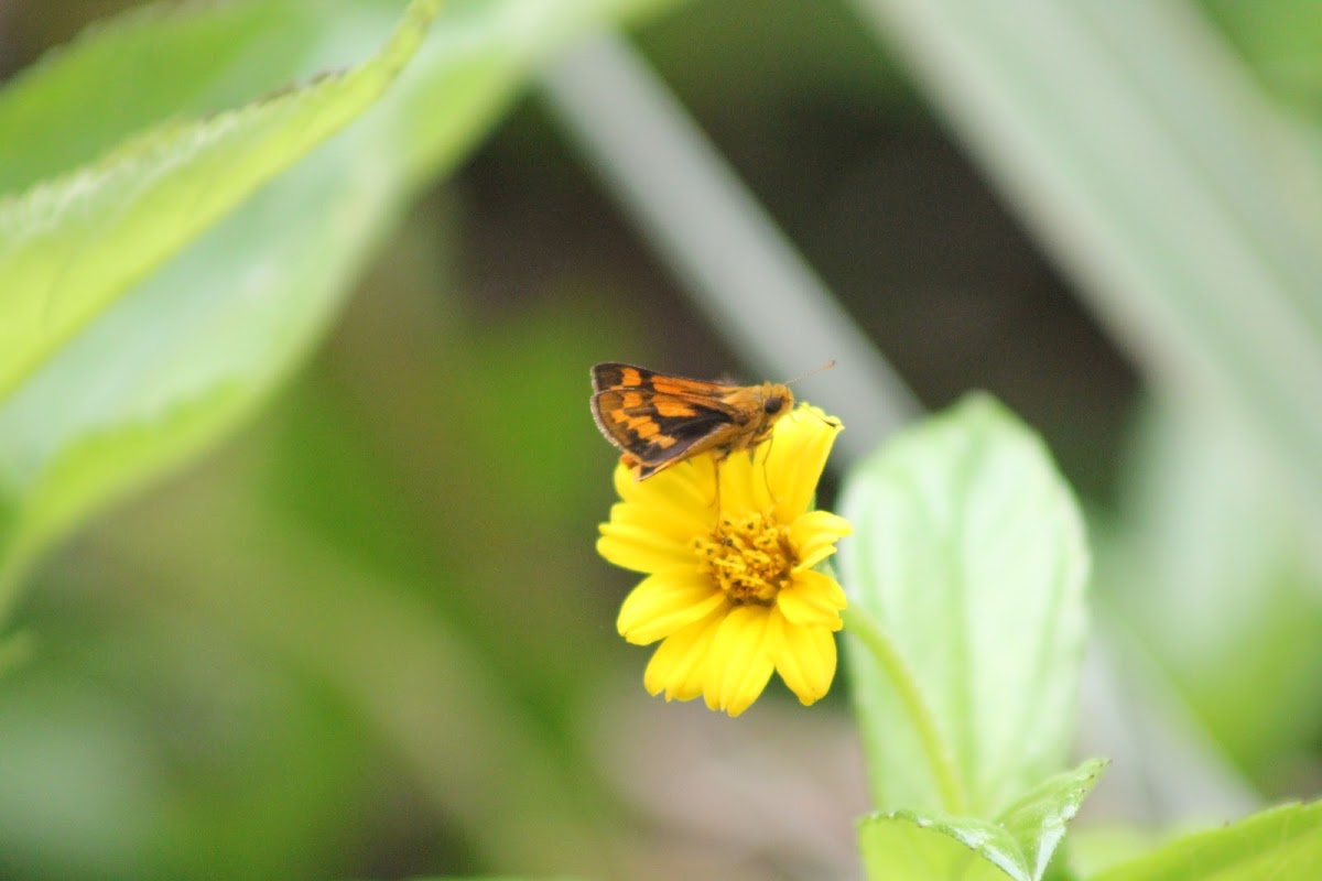 Tropic Dart