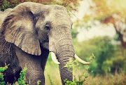 Elephant can reach a speed of 35-40km/h when running in short bursts.