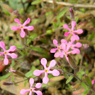 Calabrian soapwort (Σαπωνάρια της Καλαβρίας)