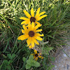 Blackeyed Susan