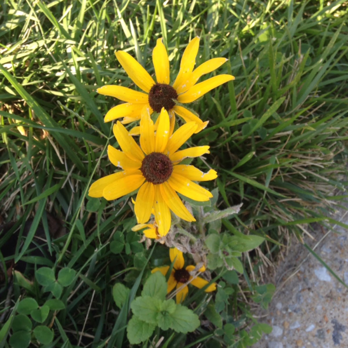 Blackeyed Susan