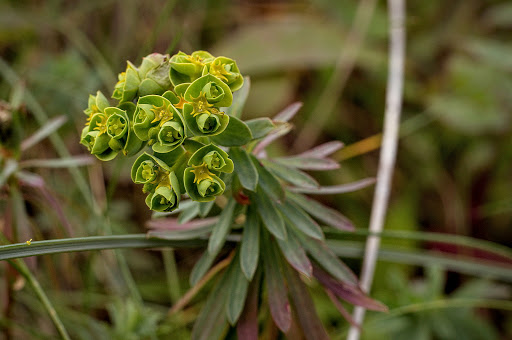 Euphorbia portlandica