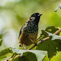 Spangle-cheeked tanager