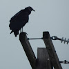 Black Vulture