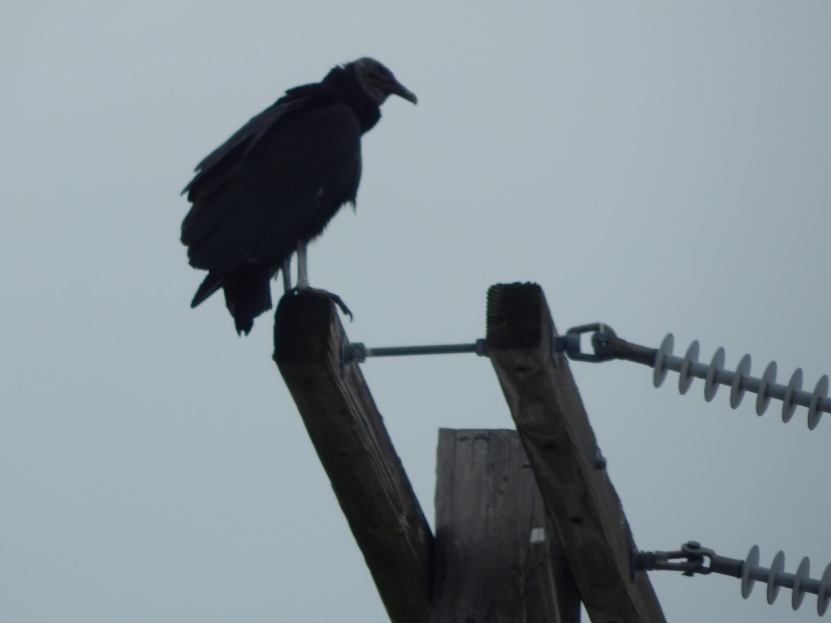 Black Vulture