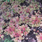 Heuchera Marmalade