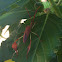 Wide-Horned Leaf-Footed Bug