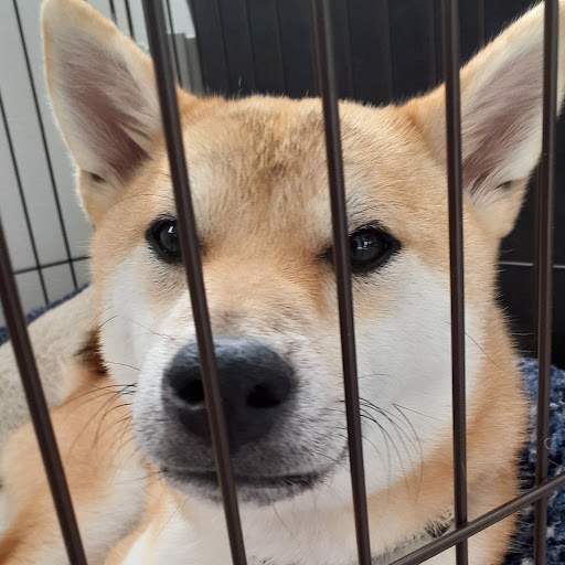 こてつ
