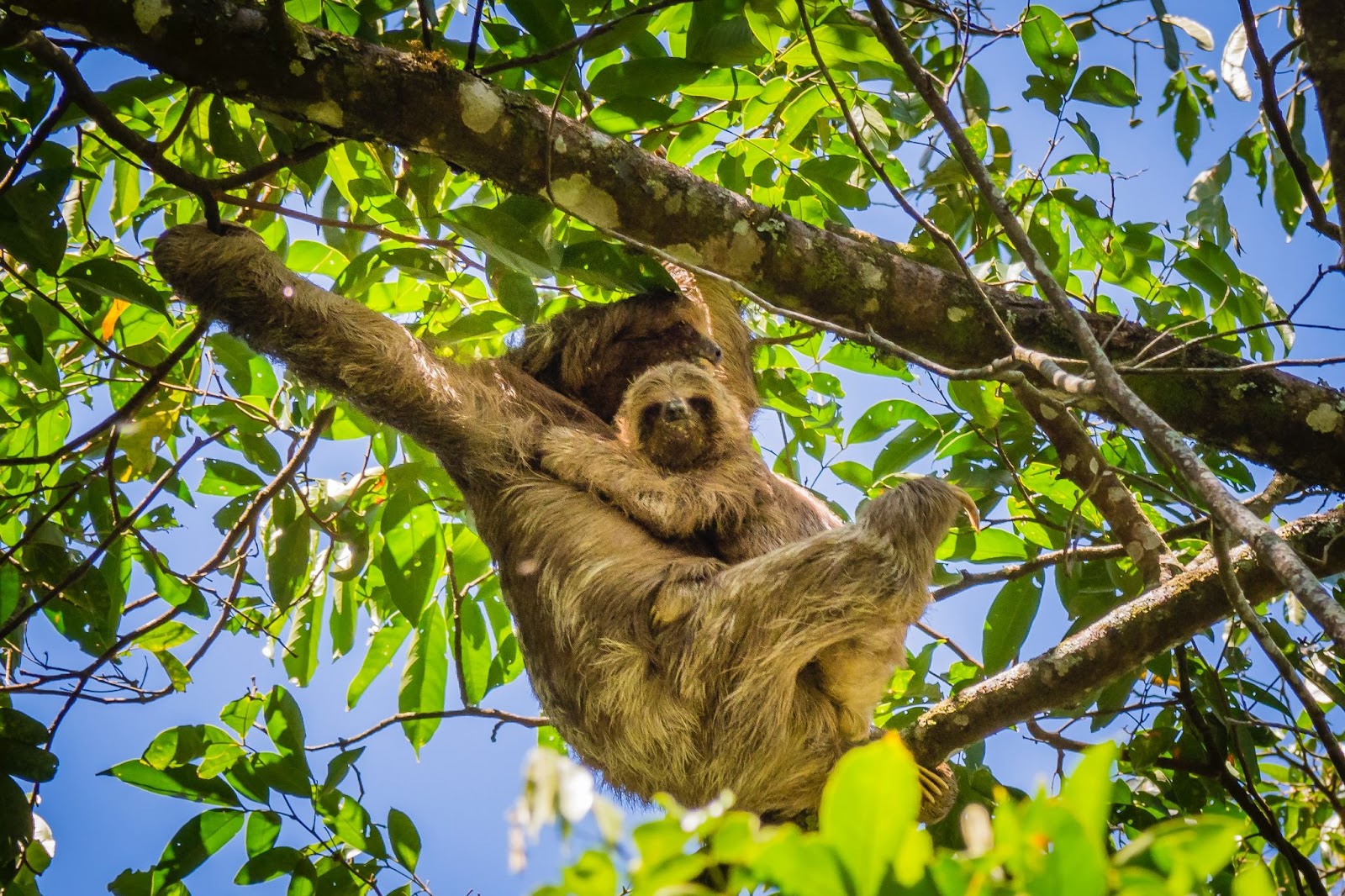 Sloth and baby sloth in Nicaragua