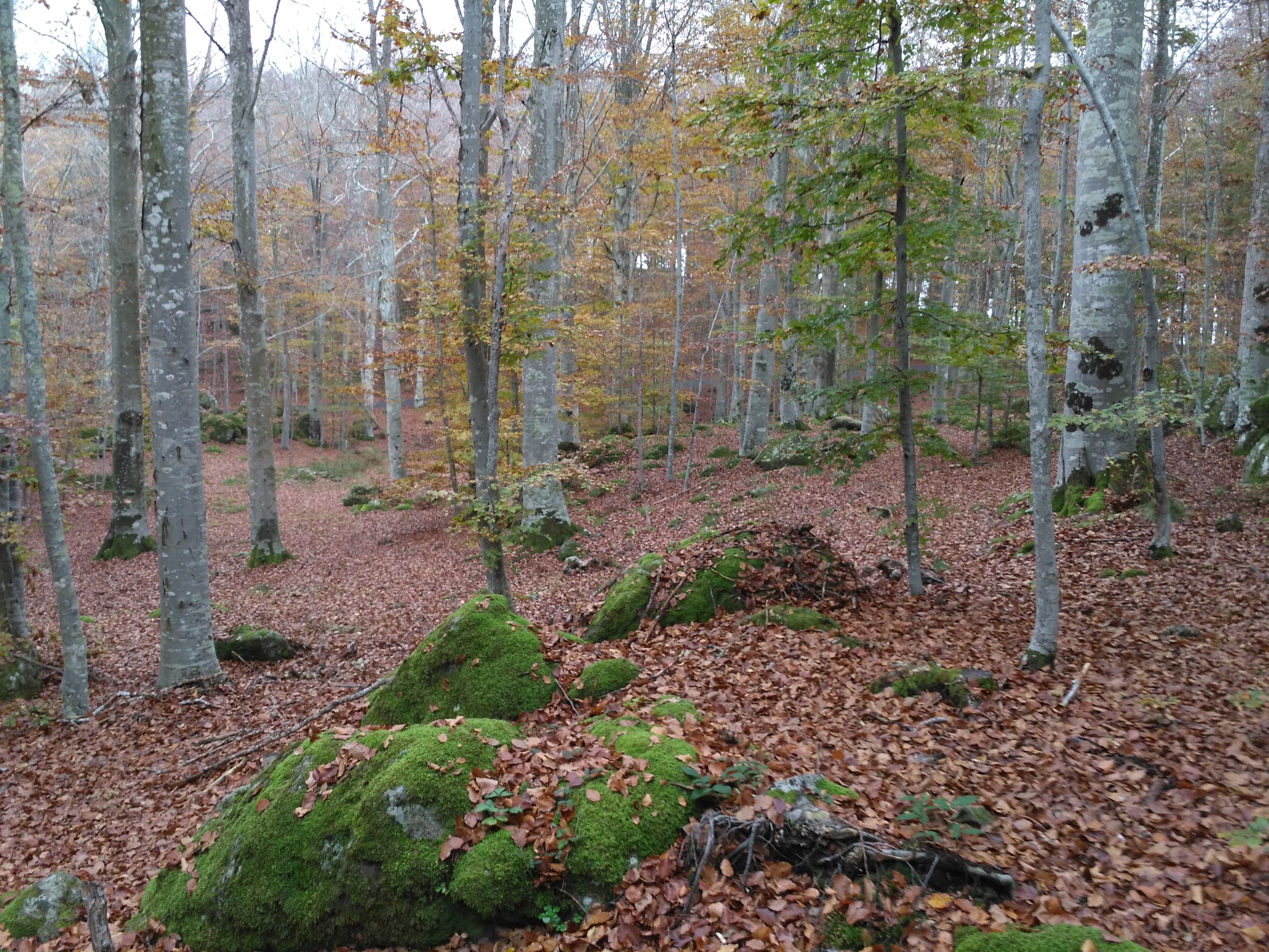 Autunno in faggeta di claudio_sposetti