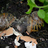 Mating snails