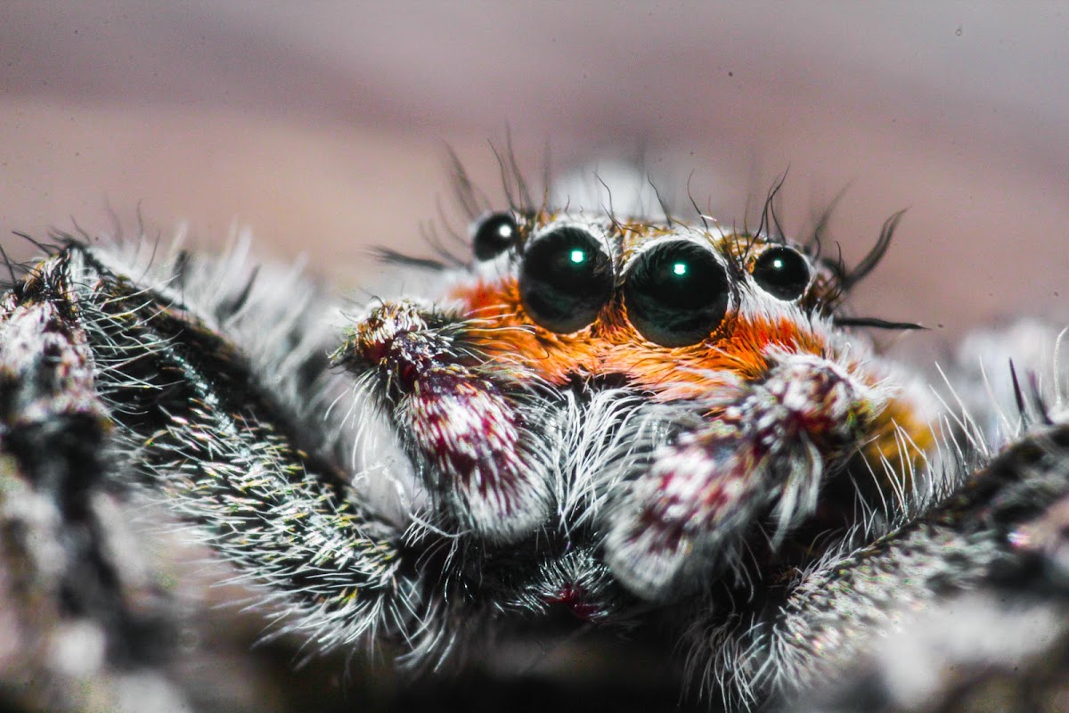 Tan Jumping Spider