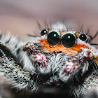 Tan Jumping Spider