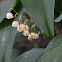 lily of the valley