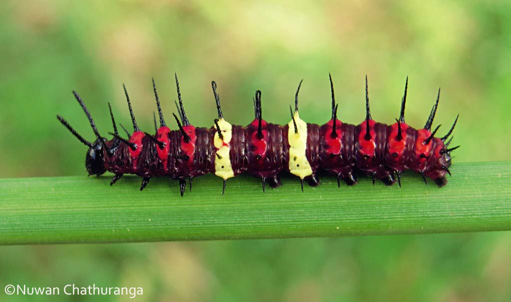 Tamil Lacewing caterpillar