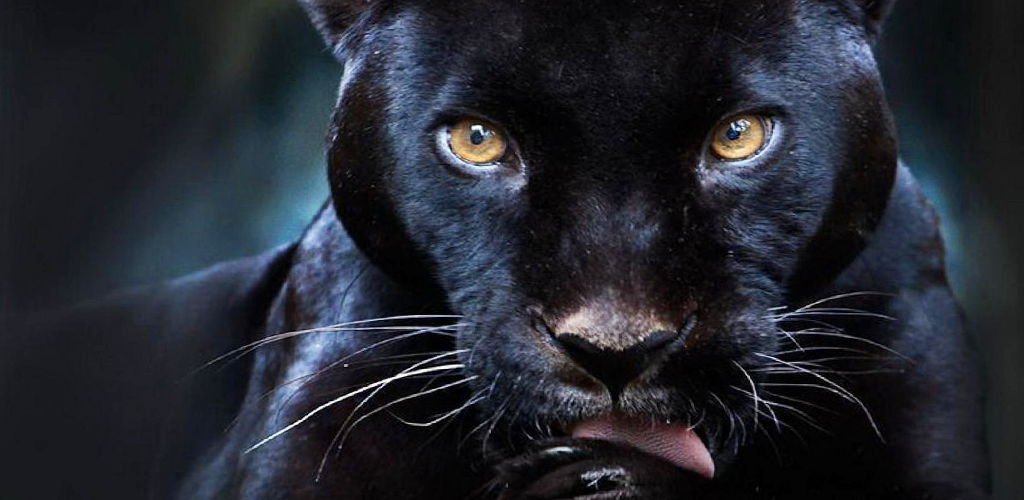 Unduh Macan  Kumbang  Gambar  Animasi  com 