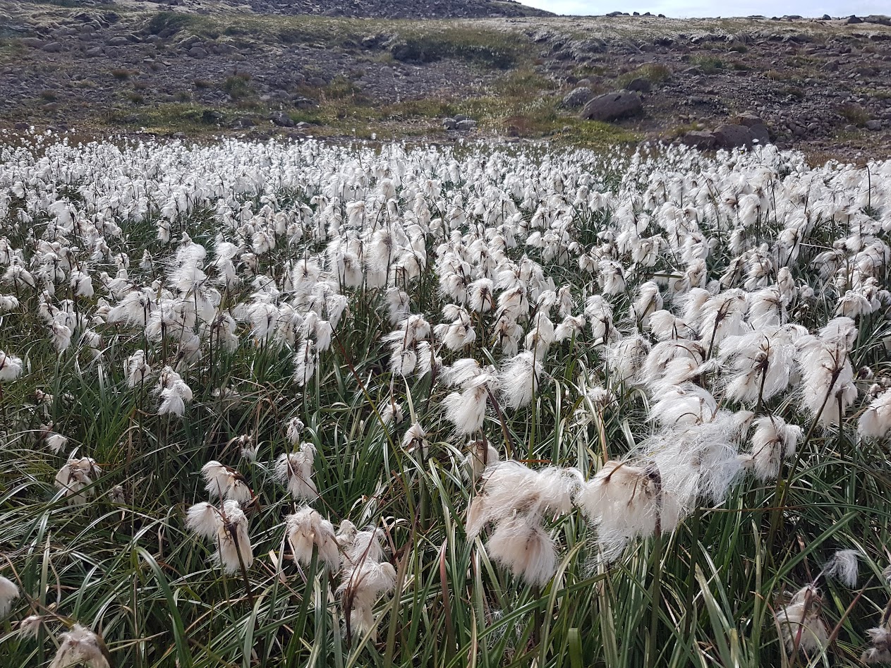 Исландия - родина слонов (архипелаг Vestmannaeyjar, юг, север, запад и Центр Пустоты)