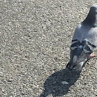 Racing Pigeon