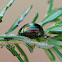 Rosemary Leaf Beetle