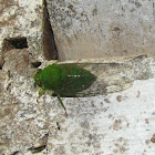 Cicada