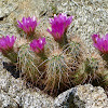 Hedgehog cactus