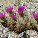 Hedgehog cactus