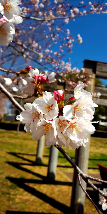 フィットの汎用・リップスポイラー・サクラと愛車・桜とコラボ・ドライブに関するカスタム事例の投稿画像4枚目