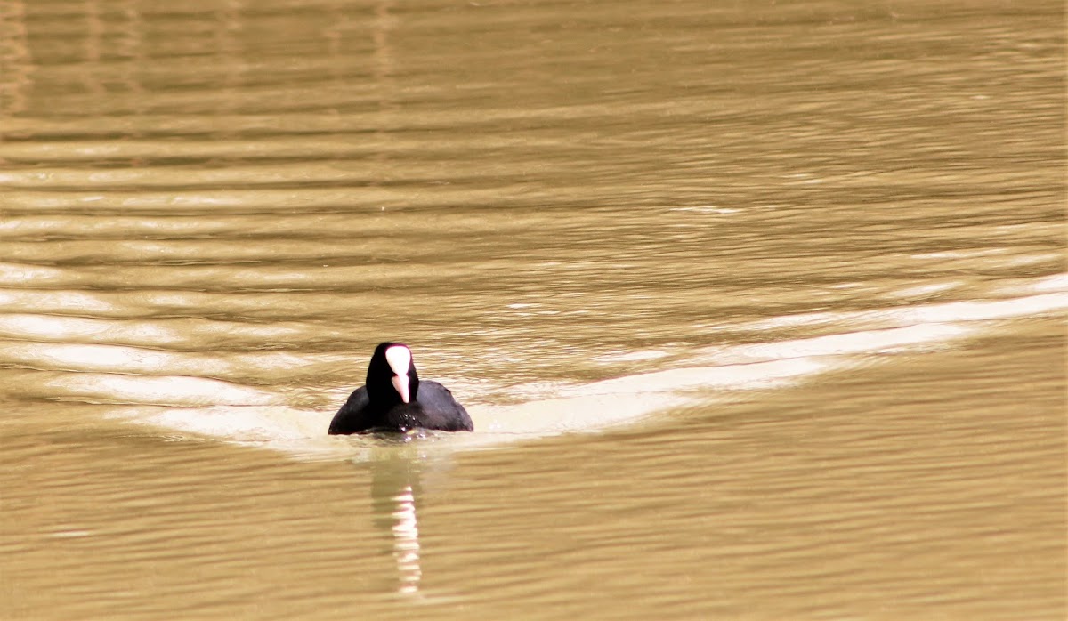 Eurasian Coot