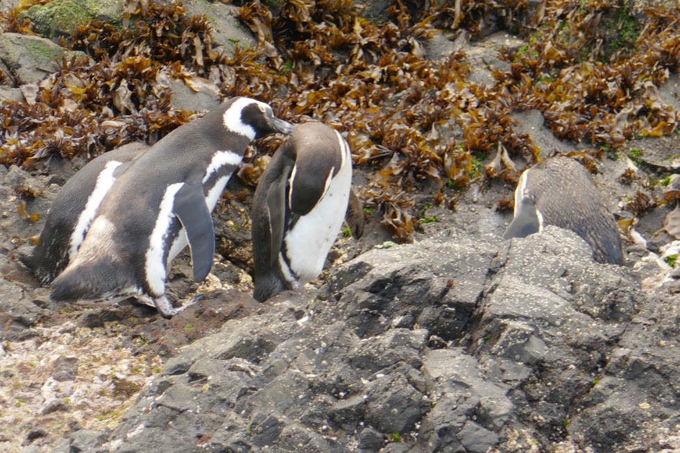 Penguins