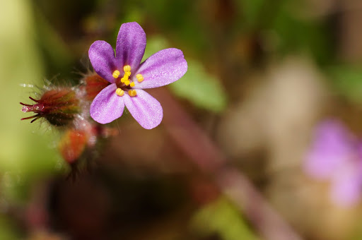 Geranium purpureum