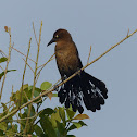 Great-tailed Grackle