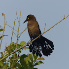 Great-tailed Grackle