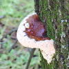 Reishi