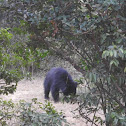 Sloth bear