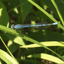 Agrion civil