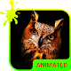 Download Owl Animated Keyboard + Live Wallpaper For PC Windows and Mac 2.32