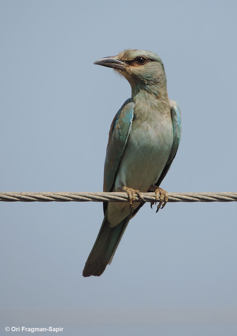 European roller