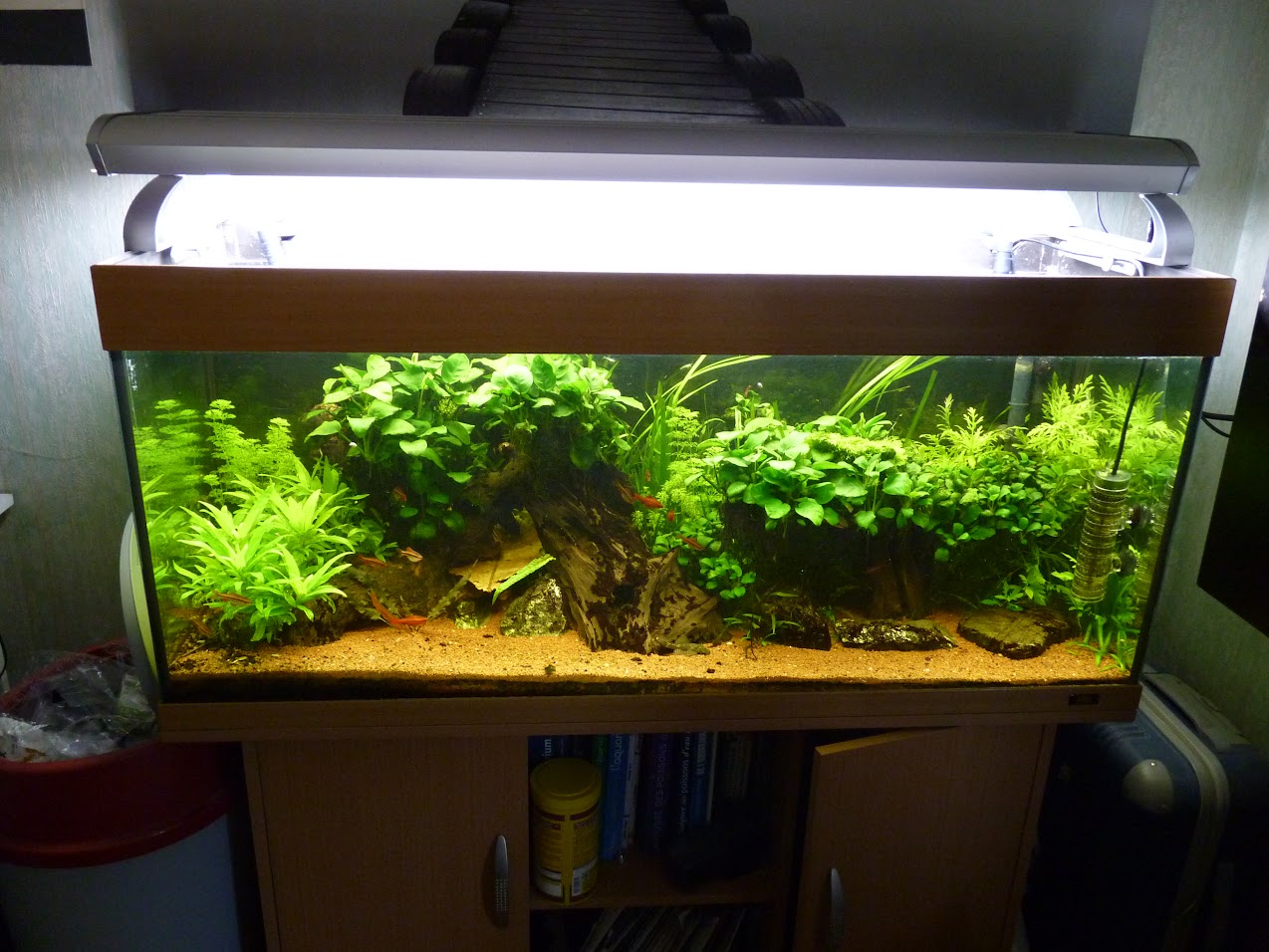 Ma petit histoire Aquariophile de 2009 à aujourd'hui  Yue7-vDhHE_7sUXFtsRoGQdrakTBjjKlXTKPxbs5iek=w1274-h956-no